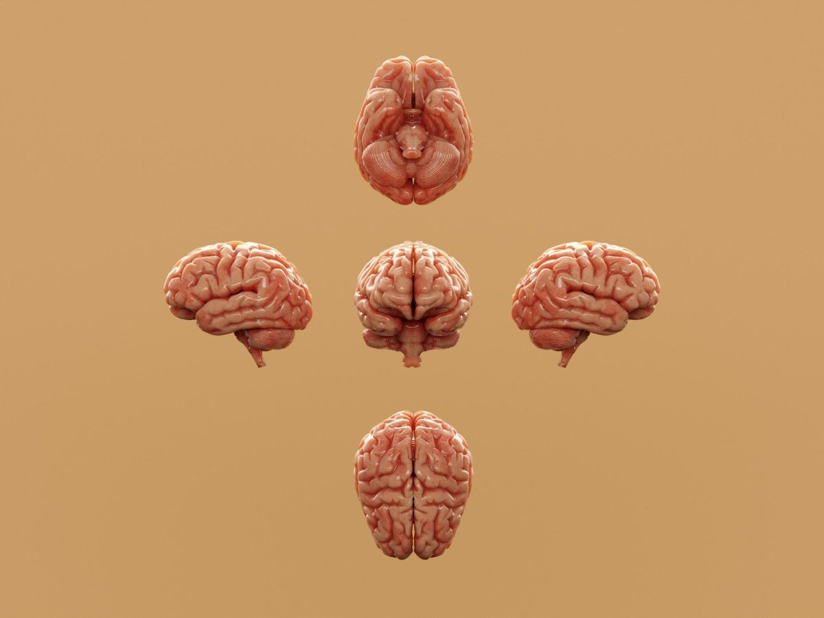 Various perspectives of a human brain. (Aakash Dhage/Unsplash)